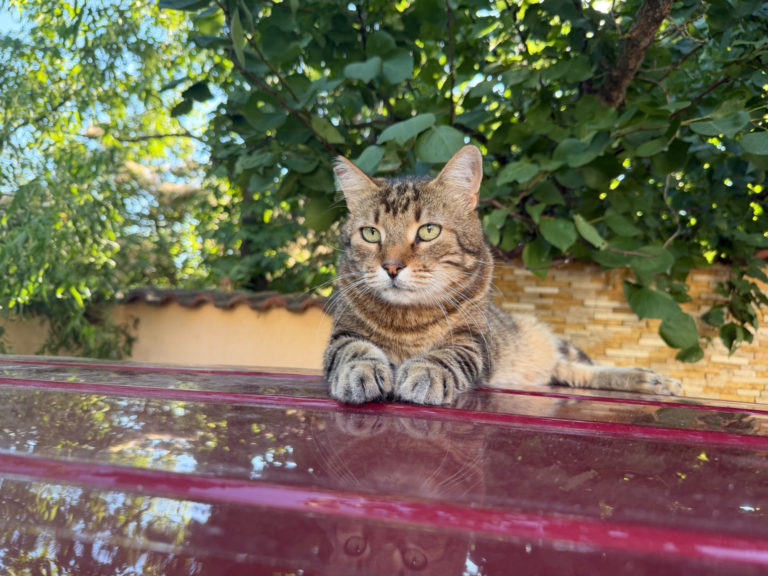 Petre, unul dintre animalele din familia Anei Maria